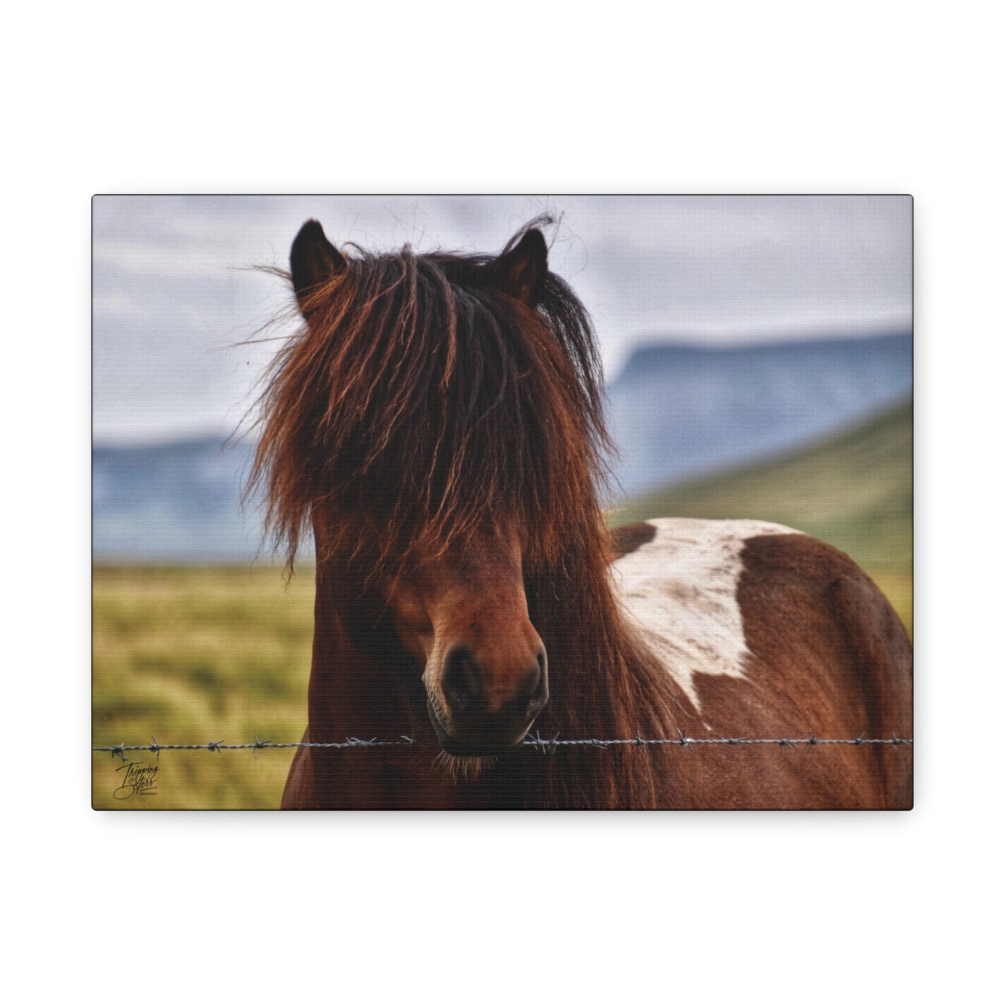 'Icelandic Pony' Iceland - Stretched Canvas