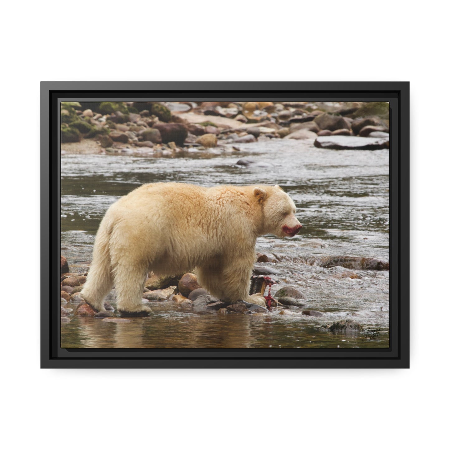'Spirit Bear' Rainforest,  British Columbia - Gallery Framed Canvas Wrap