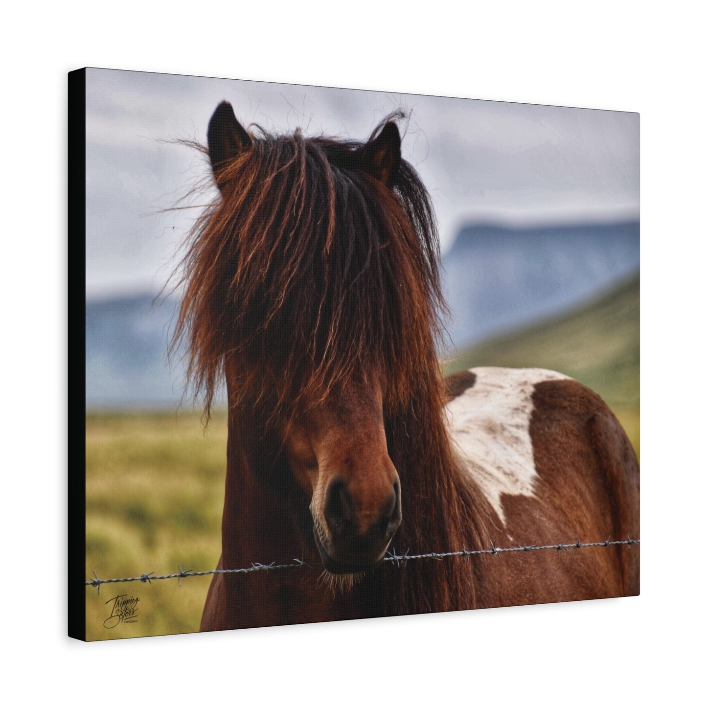 'Icelandic Pony' Iceland - Stretched Canvas