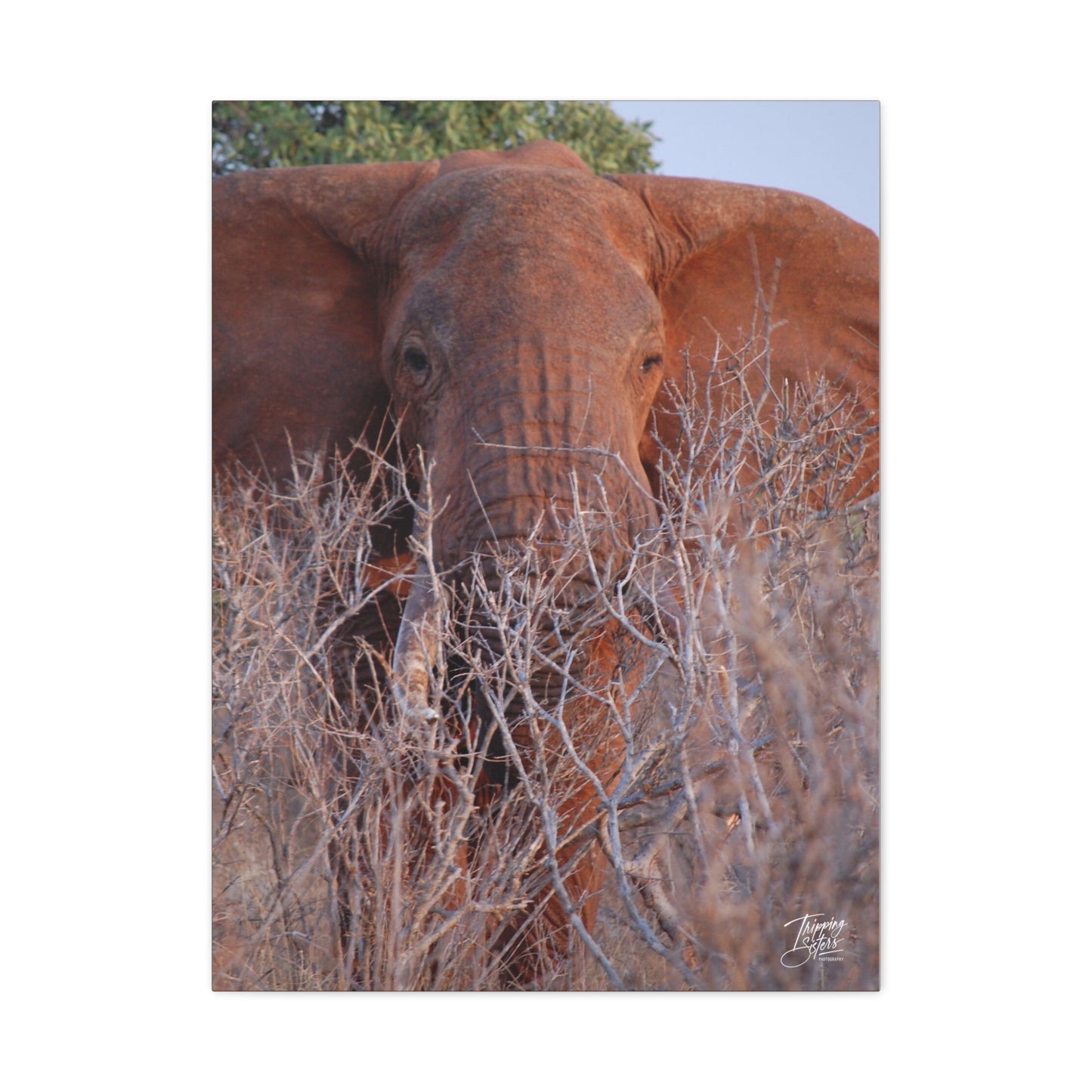 'Tusks' Tsavo, Kenya - Stretched Canvas