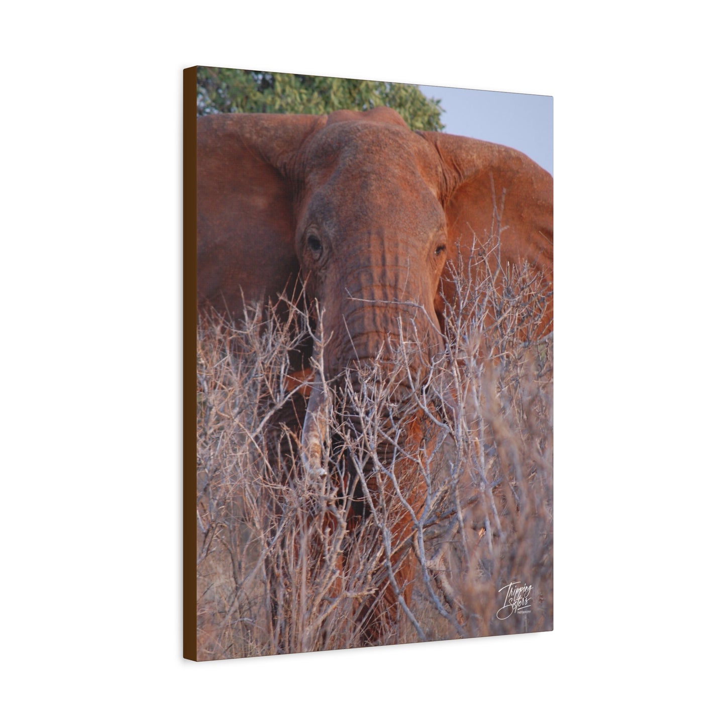 'Tusks' Tsavo, Kenya - Stretched Canvas