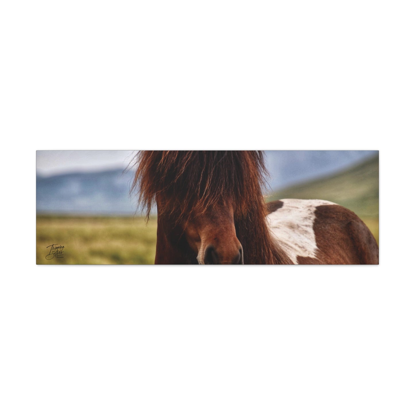 'Icelandic Pony' Iceland - Stretched Canvas