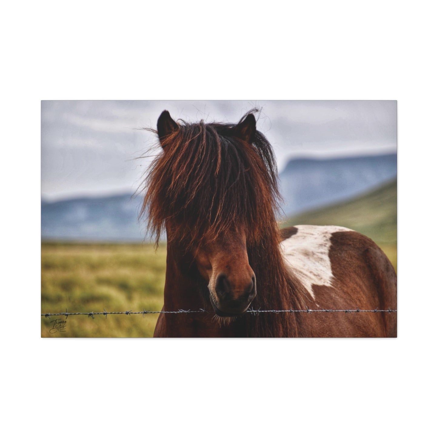 'Icelandic Pony' Iceland - Stretched Canvas