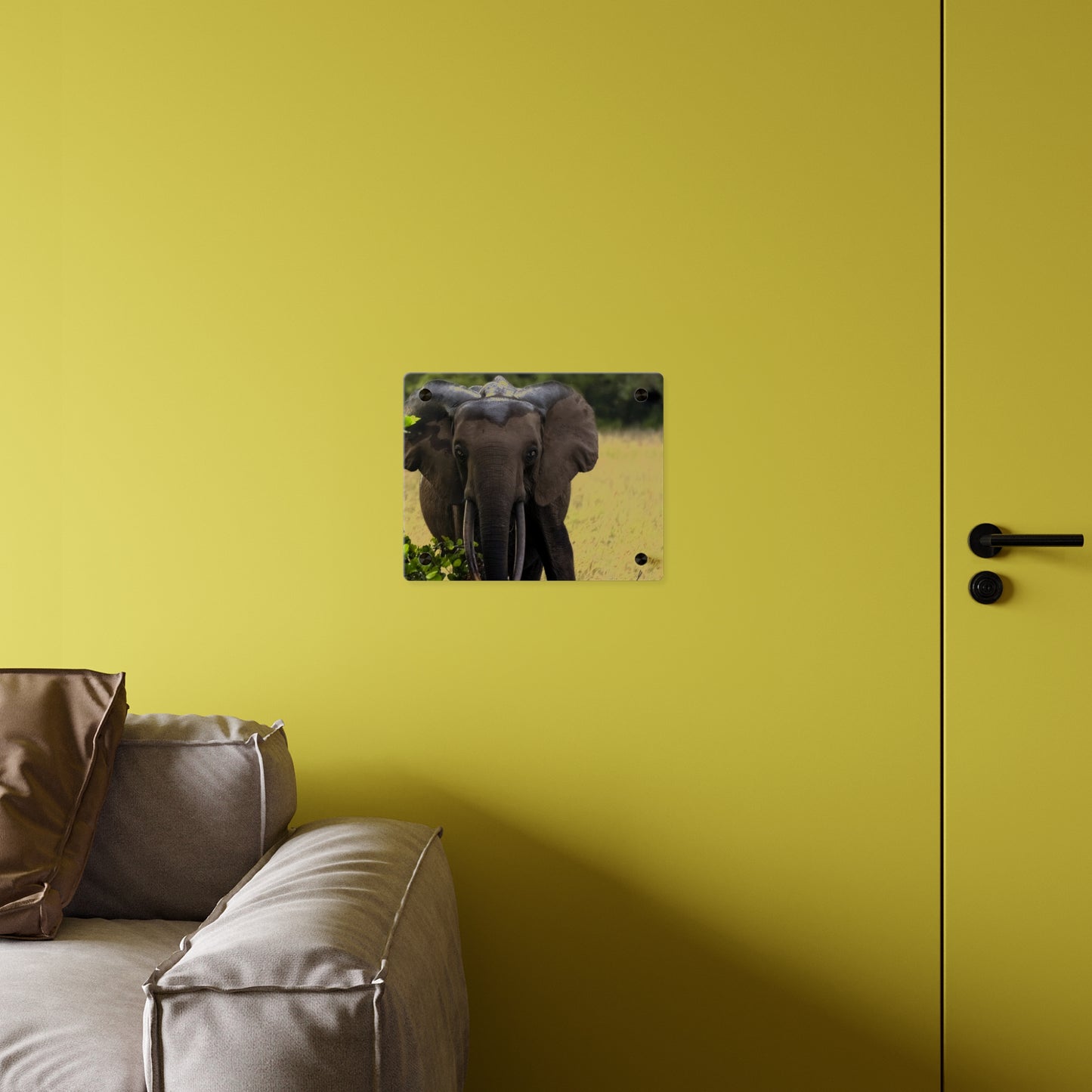 Forest Elephant Acrylic Wall Art, Gabon Wildlife Photo, African Safari Panel