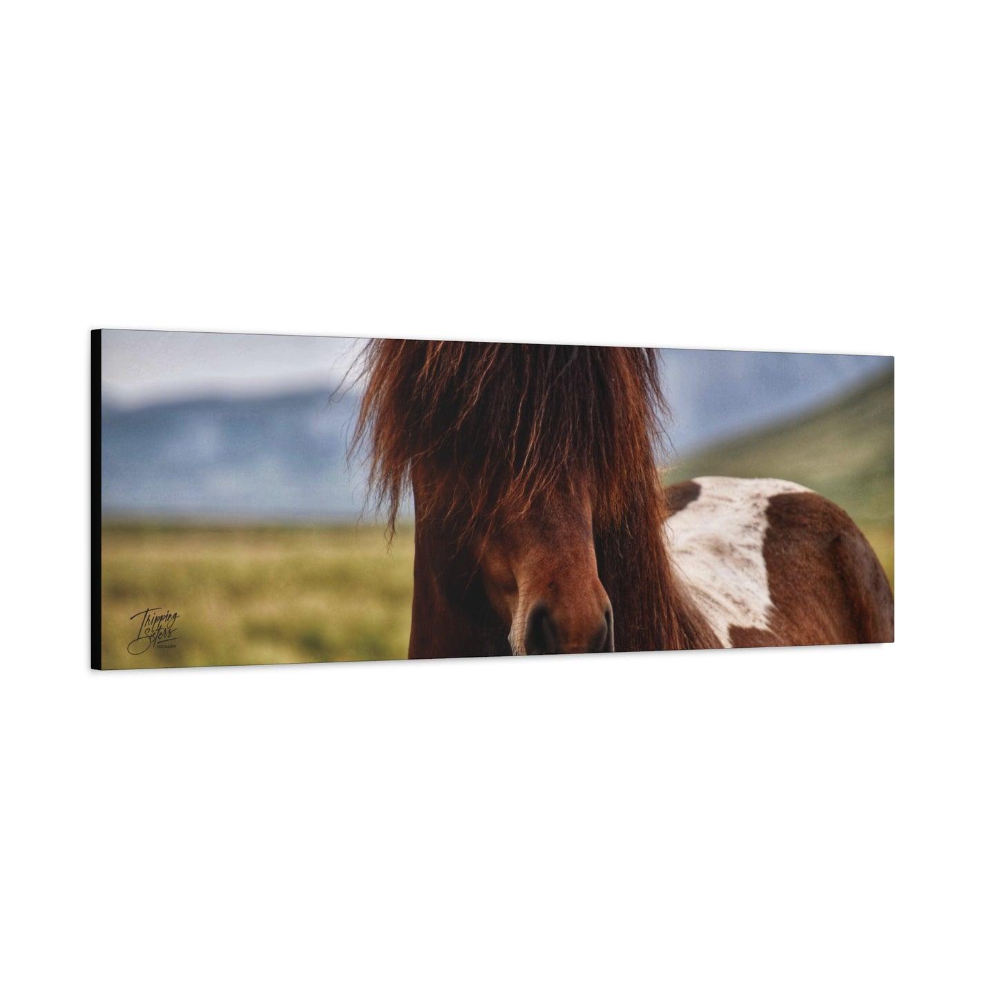 'Icelandic Pony' Iceland - Stretched Canvas