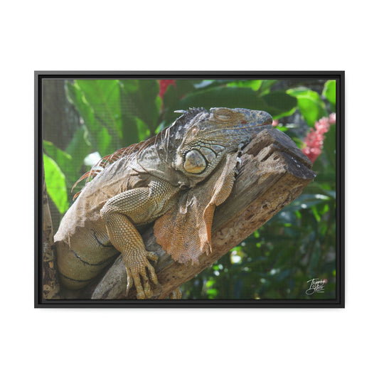 'Lounging' in Jamaica - Gallery Framed Canvas Wrap