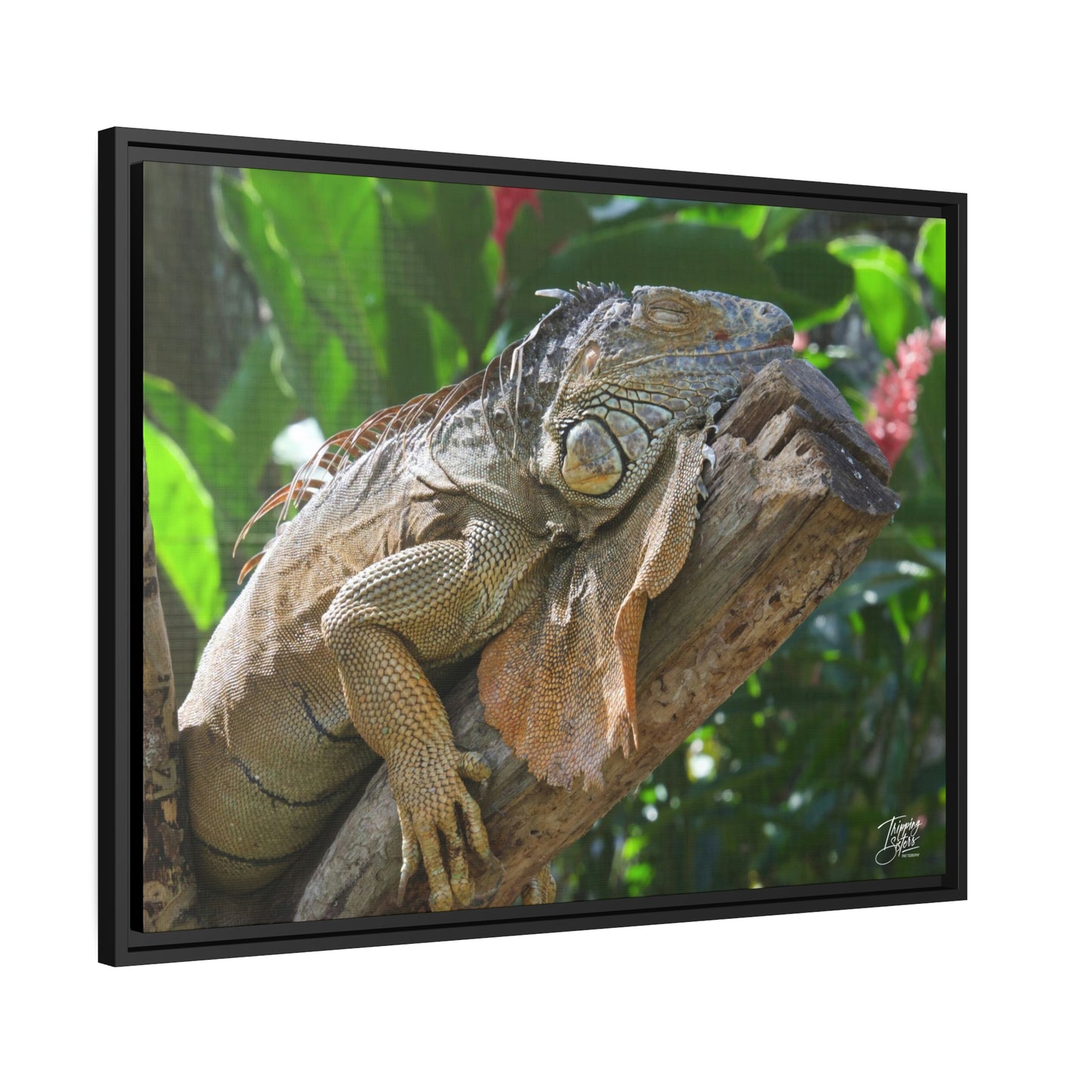 'Lounging' in Jamaica - Gallery Framed Canvas Wrap