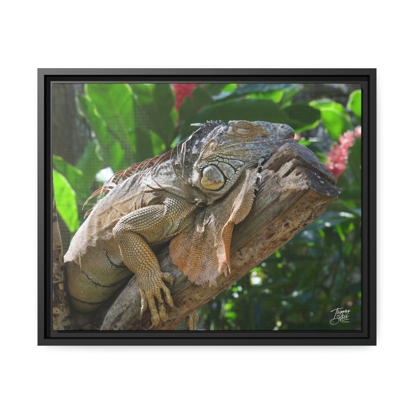 'Lounging' in Jamaica - Gallery Framed Canvas Wrap