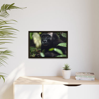 Female Gorilla Portrait Wall Art, Gabon Wildlife Photo, African Forest Espresso Framed Canvas Print