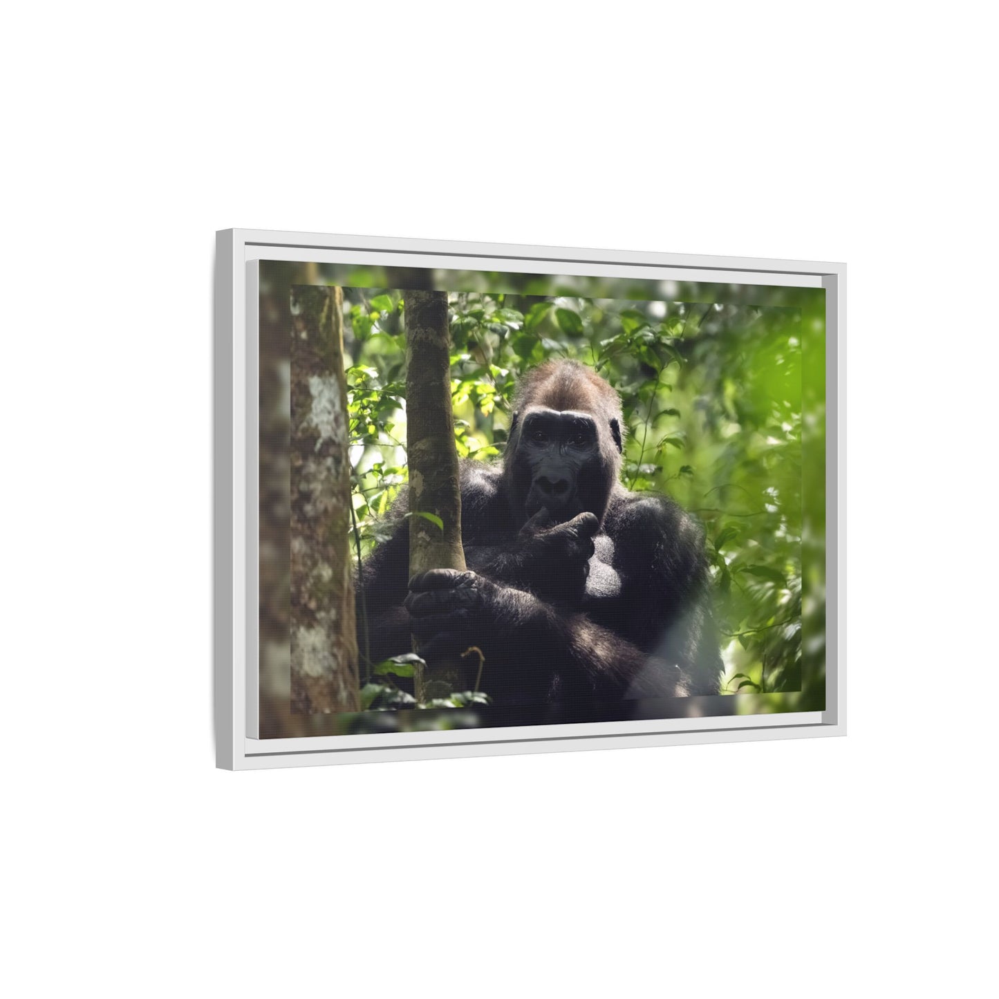 Silverback Gorilla Framed Canvas Wall Art, Gabon Africa Wildlife Photography Print, Safari Animal Decor