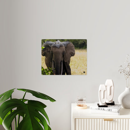 Forest Elephant Acrylic Wall Art, Gabon Wildlife Photo, African Safari Panel