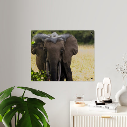 Forest Elephant Acrylic Wall Art, Gabon Wildlife Photo, African Safari Panel