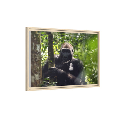 Silverback Gorilla Framed Canvas Wall Art, Gabon Africa Wildlife Photography Print, Safari Animal Decor