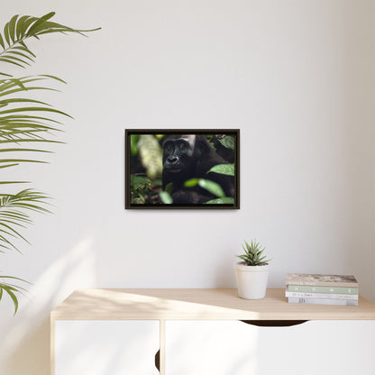 Female Gorilla Portrait Wall Art, Gabon Wildlife Photo, African Forest Espresso Framed Canvas Print
