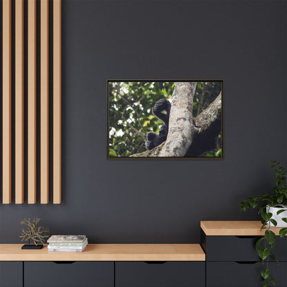 Baby Gorilla Wall Art, Gabon Wildlife Photo, Dozing in Tree Espresso Framed Canvas Print