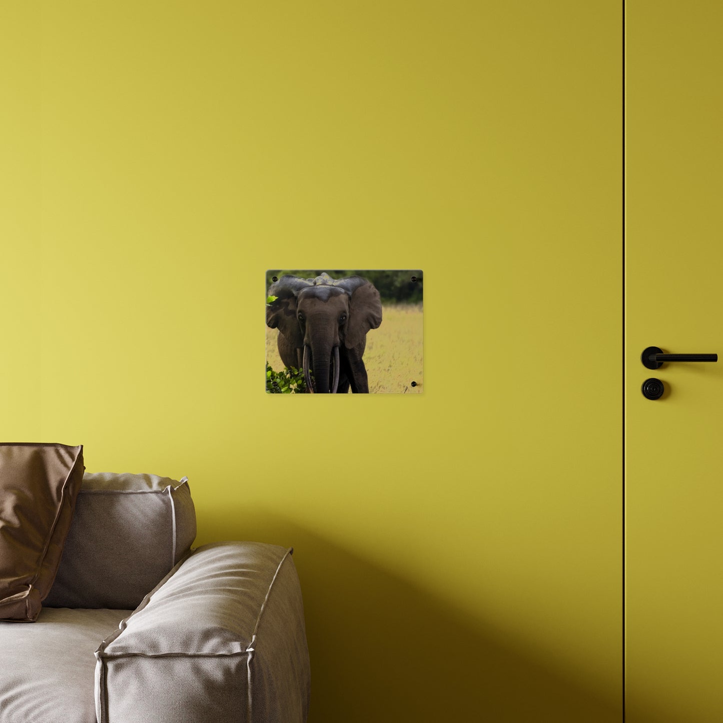 Forest Elephant Acrylic Wall Art, Gabon Wildlife Photo, African Safari Panel
