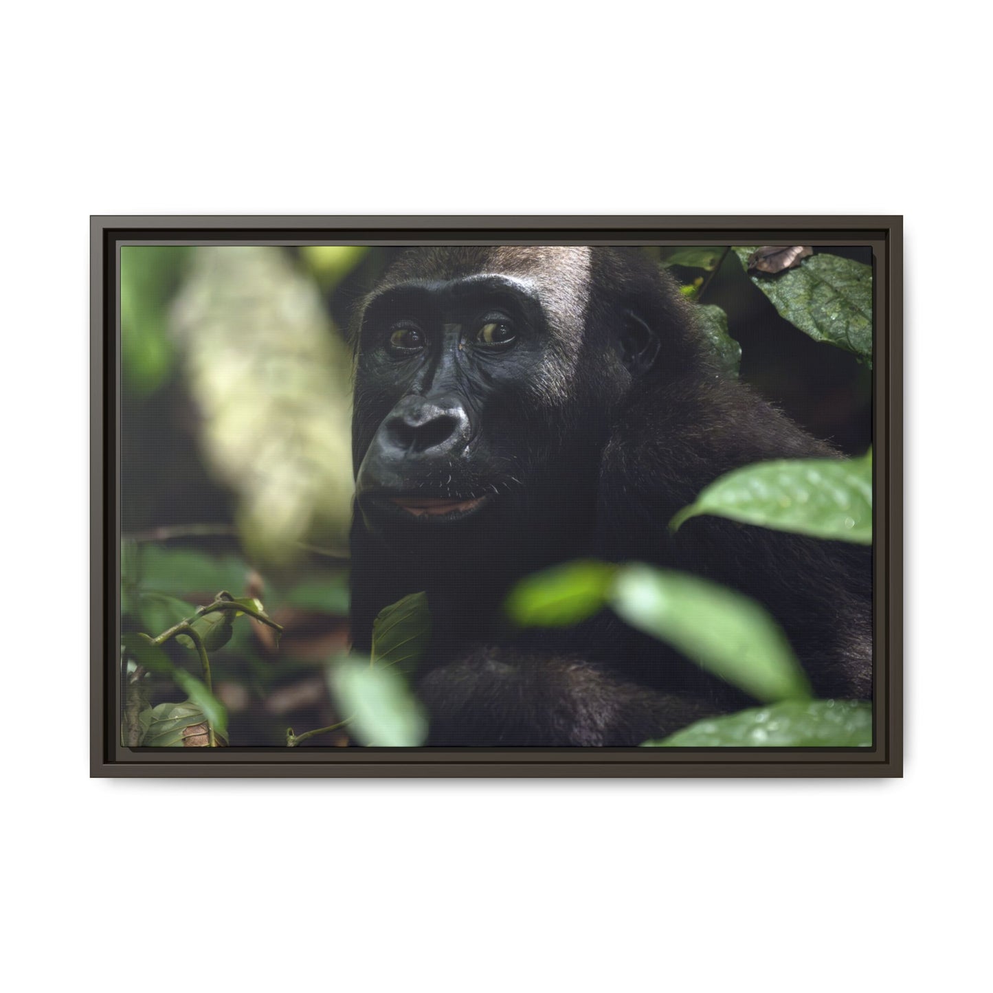 Female Gorilla Portrait Wall Art, Gabon Wildlife Photo, African Forest Espresso Framed Canvas Print