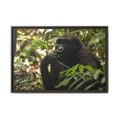 Male Gorilla Wall Art, Gabon Wildlife Photography, African Forest Espresso Framed Canvas Print