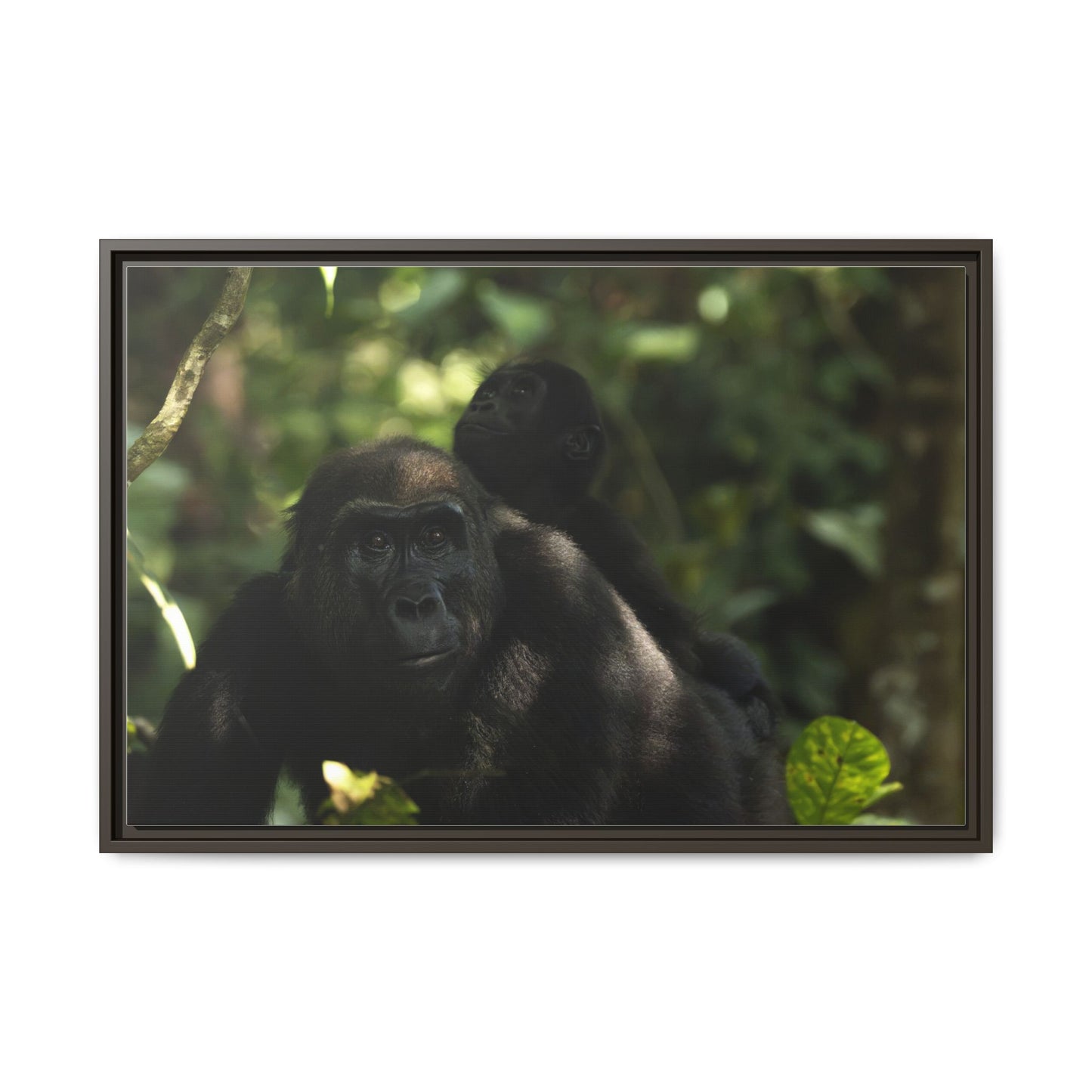 Gorilla Mother and Baby Wall Art, Gabon Wildlife Photo, African Forest Espresso Framed Canvas Print