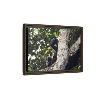 Baby Gorilla Wall Art, Gabon Wildlife Photo, Dozing in Tree Espresso Framed Canvas Print