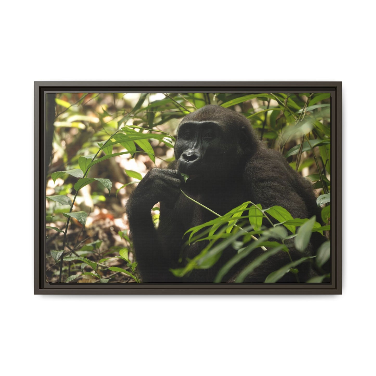 Male Gorilla Wall Art, Gabon Wildlife Photography, African Forest Espresso Framed Canvas Print