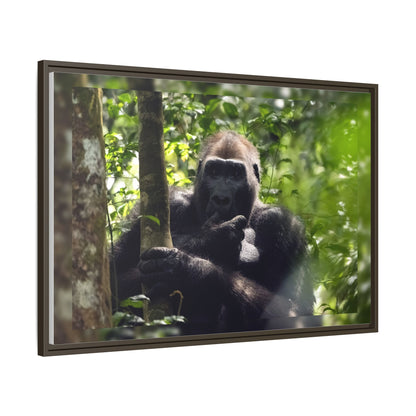 Silverback Gorilla Framed Canvas Wall Art, Gabon Africa Wildlife Photography Print, Safari Animal Decor