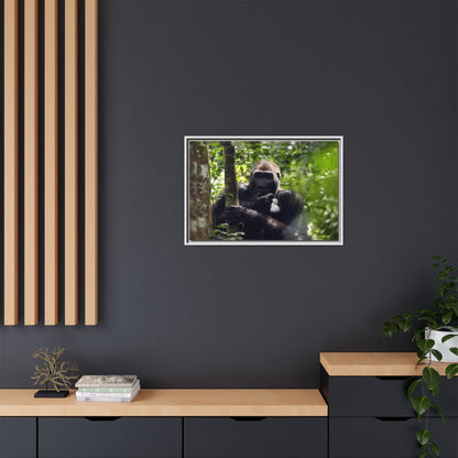 Silverback Gorilla Framed Canvas Wall Art, Gabon Africa Wildlife Photography Print, Safari Animal Decor