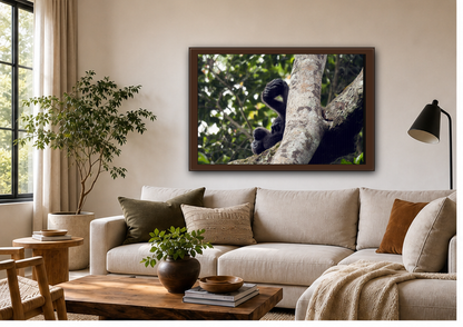Baby Gorilla Wall Art, Gabon Wildlife Photo, Dozing in Tree Espresso Framed Canvas Print
