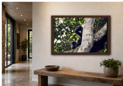 Baby Gorilla Wall Art, Gabon Wildlife Photo, Dozing in Tree Espresso Framed Canvas Print