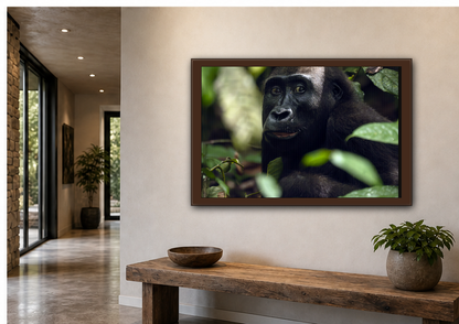 Female Gorilla Portrait Wall Art, Gabon Wildlife Photo, African Forest Espresso Framed Canvas Print