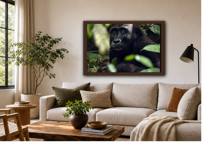 Female Gorilla Portrait Wall Art, Gabon Wildlife Photo, African Forest Espresso Framed Canvas Print