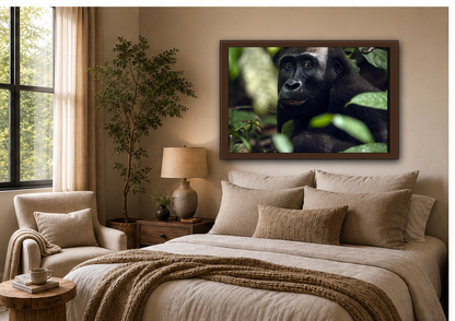 Female Gorilla Portrait Wall Art, Gabon Wildlife Photo, African Forest Espresso Framed Canvas Print