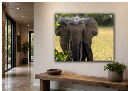Forest Elephant Acrylic Wall Art, Gabon Wildlife Photo, African Safari Panel