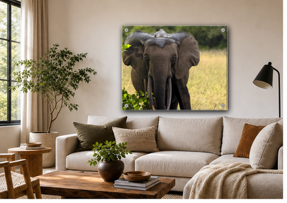 Forest Elephant Acrylic Wall Art, Gabon Wildlife Photo, African Safari Panel