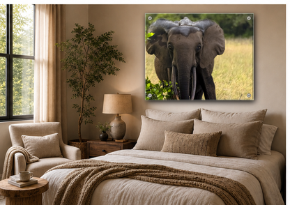 Forest Elephant Acrylic Wall Art, Gabon Wildlife Photo, African Safari Panel