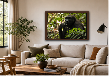 Male Gorilla Wall Art, Gabon Wildlife Photography, African Forest Espresso Framed Canvas Print