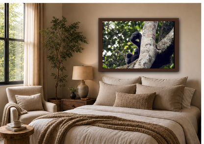 Baby Gorilla Wall Art, Gabon Wildlife Photo, Dozing in Tree Espresso Framed Canvas Print