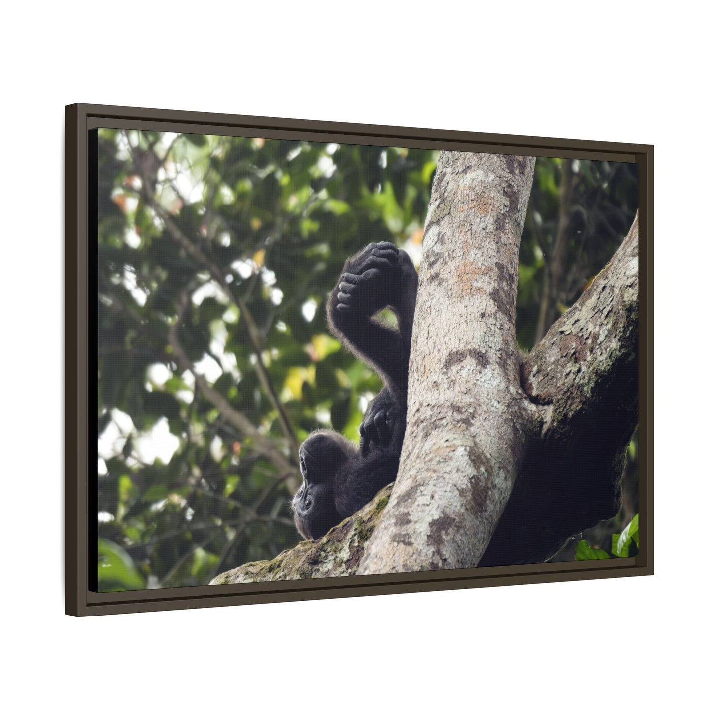 Baby Gorilla Wall Art, Gabon Wildlife Photo, Dozing in Tree Espresso Framed Canvas Print