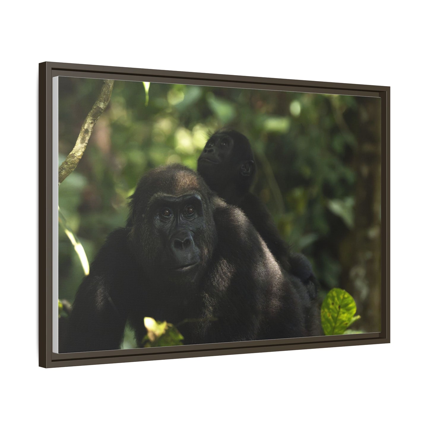 Gorilla Mother and Baby Wall Art, Gabon Wildlife Photo, African Forest Espresso Framed Canvas Print