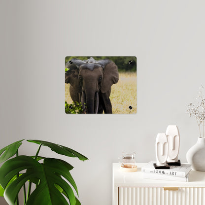 Forest Elephant Acrylic Wall Art, Gabon Wildlife Photo, African Safari Panel