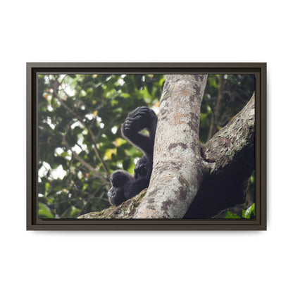 Baby Gorilla Wall Art, Gabon Wildlife Photo, Dozing in Tree Espresso Framed Canvas Print