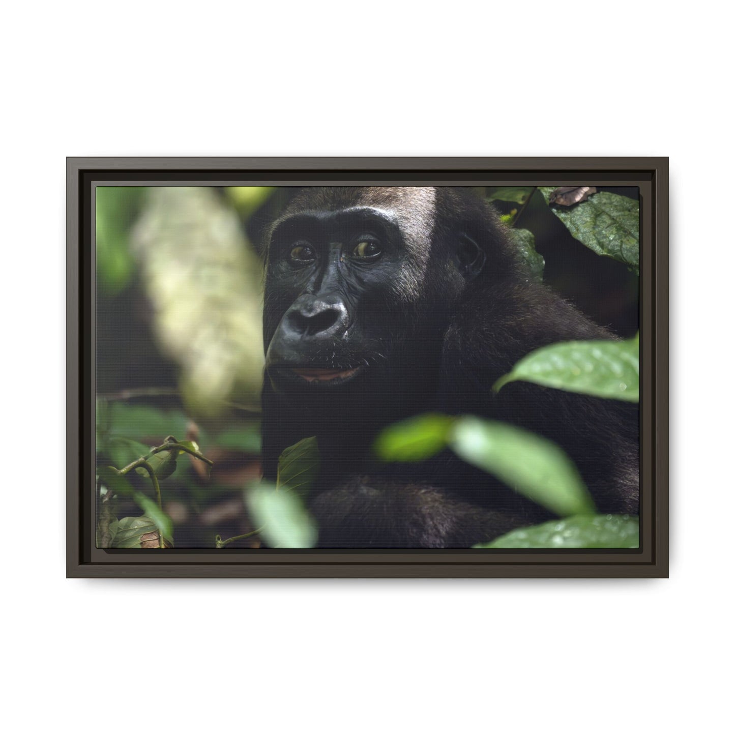Female Gorilla Portrait Wall Art, Gabon Wildlife Photo, African Forest Espresso Framed Canvas Print
