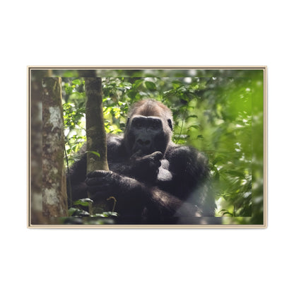 Silverback Gorilla Framed Canvas Wall Art, Gabon Africa Wildlife Photography Print, Safari Animal Decor