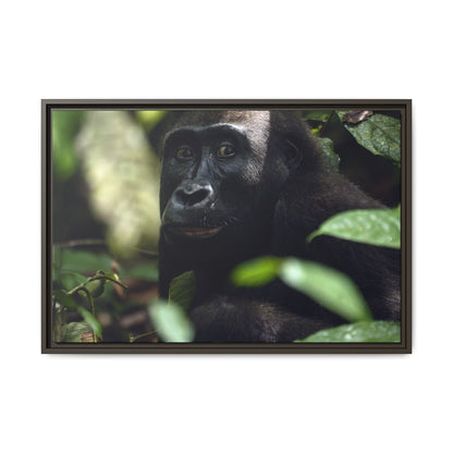 Female Gorilla Portrait Wall Art, Gabon Wildlife Photo, African Forest Espresso Framed Canvas Print