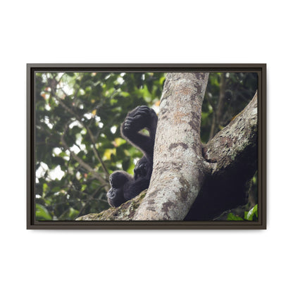 Baby Gorilla Wall Art, Gabon Wildlife Photo, Dozing in Tree Espresso Framed Canvas Print