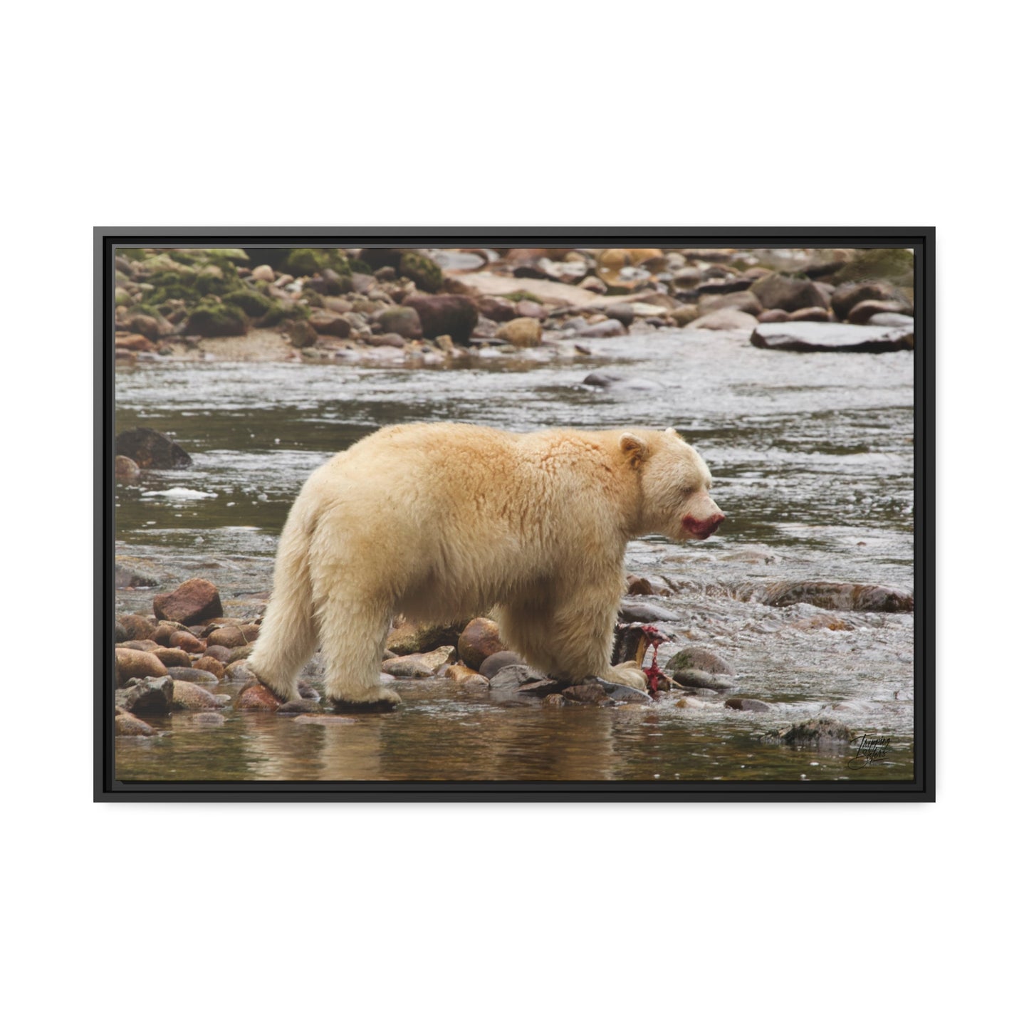 'Spirit Bear' Rainforest,  British Columbia - Gallery Framed Canvas Wrap
