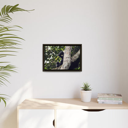 Baby Gorilla Wall Art, Gabon Wildlife Photo, Dozing in Tree Espresso Framed Canvas Print