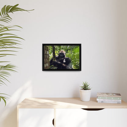Silverback Gorilla Framed Canvas Wall Art, Gabon Africa Wildlife Photography Print, Safari Animal Decor