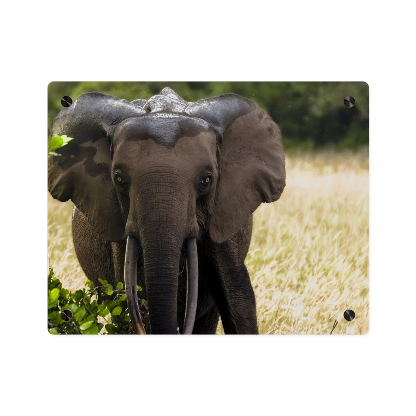 Forest Elephant Acrylic Wall Art, Gabon Wildlife Photo, African Safari Panel