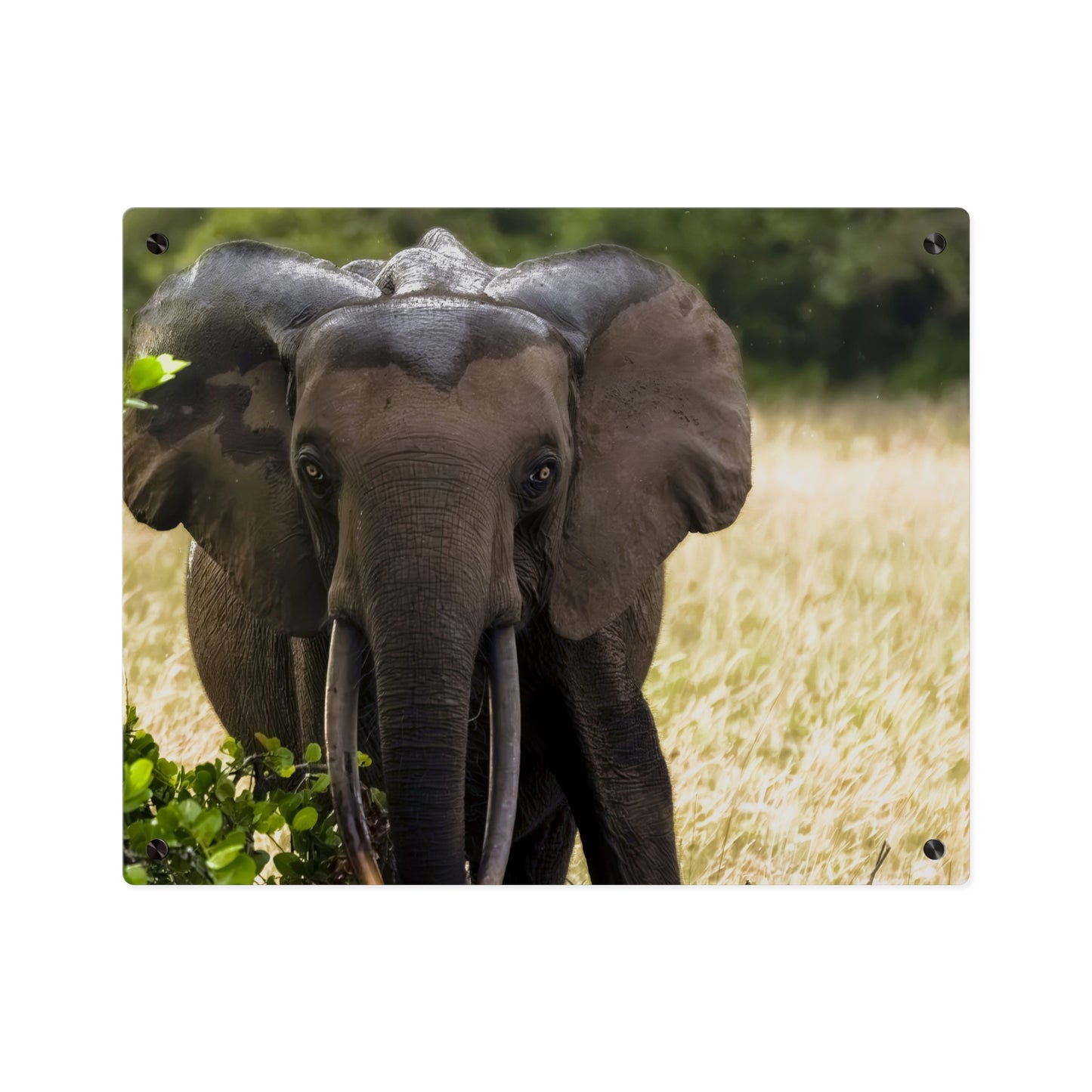 Forest Elephant Acrylic Wall Art, Gabon Wildlife Photo, African Safari Panel